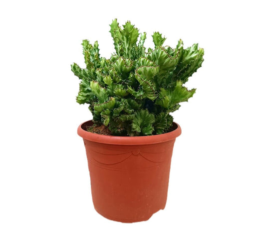 Euphorbia Lactea Cristata M25_0