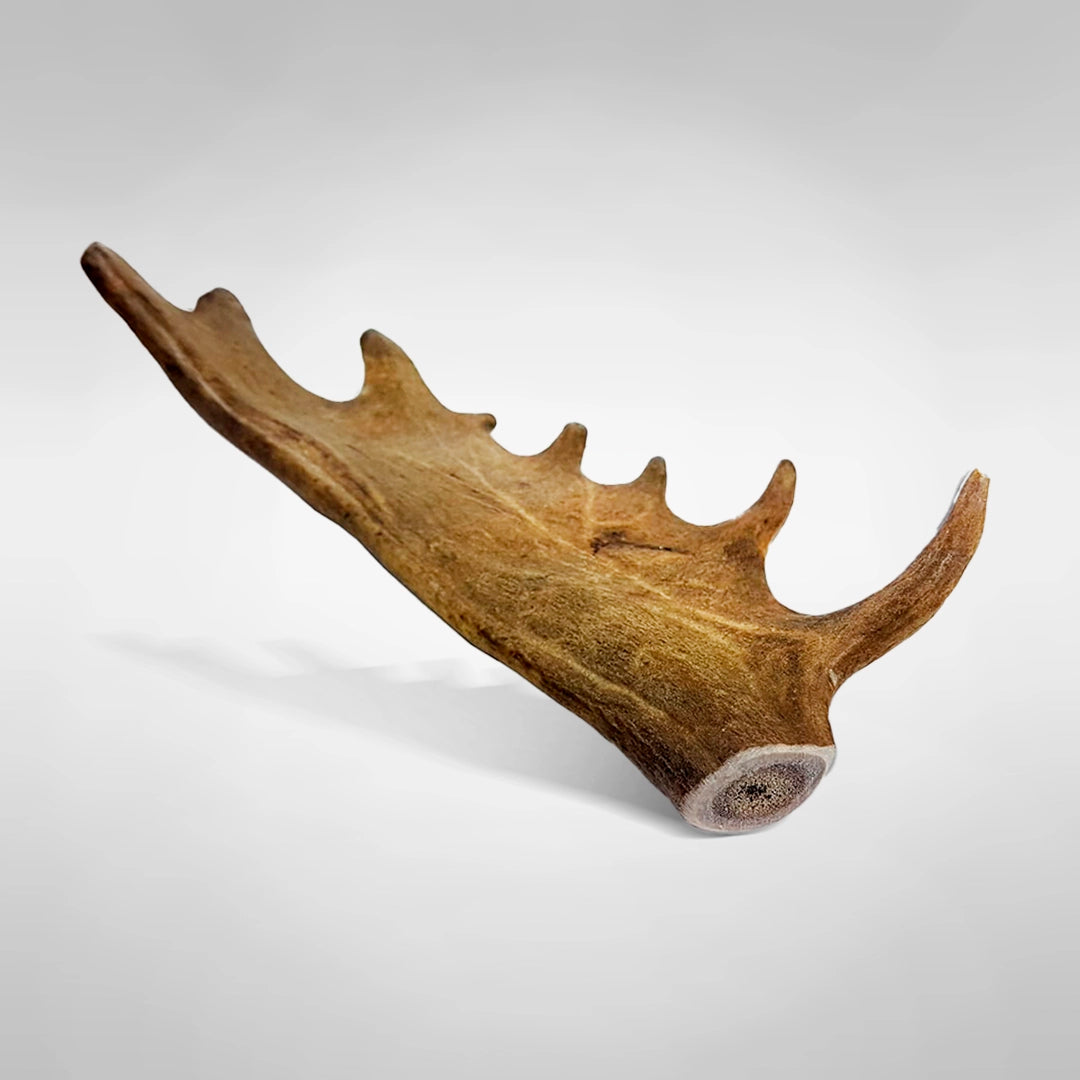 Mordedor De Asta De Gamo Para Perro_0
