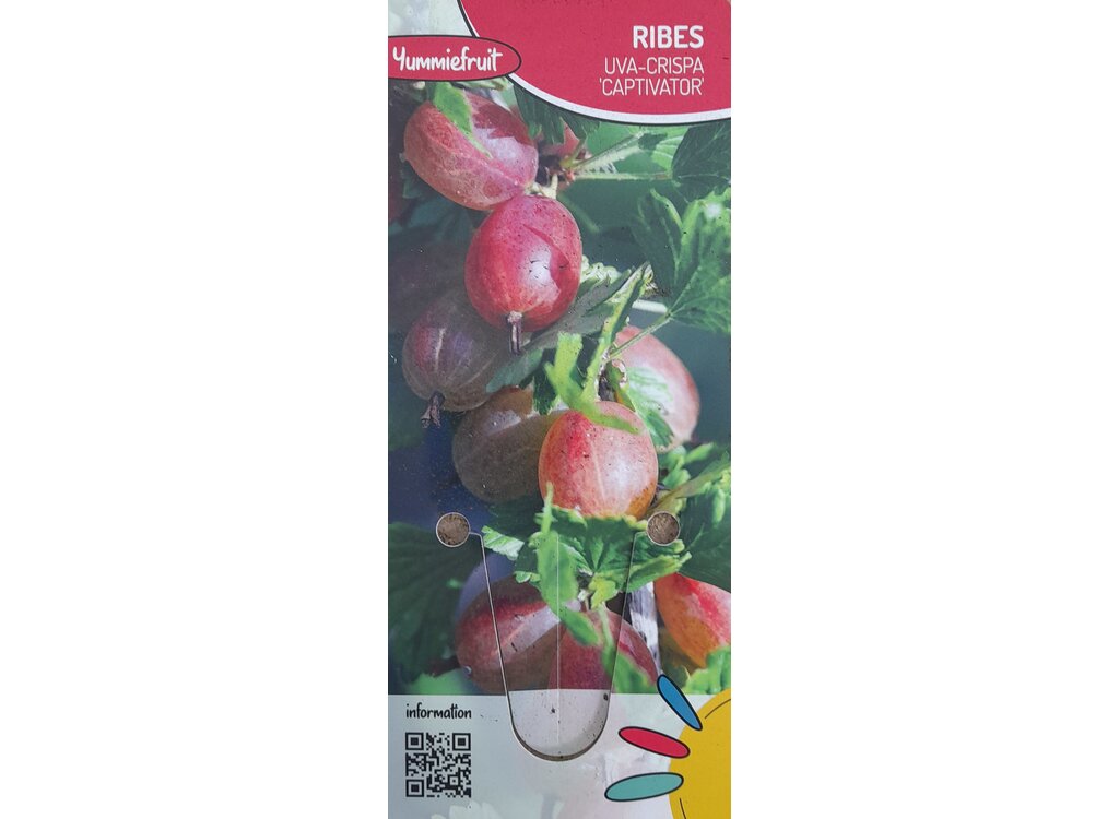 Ribes Uva-crispa Captivator M12 30cm_0