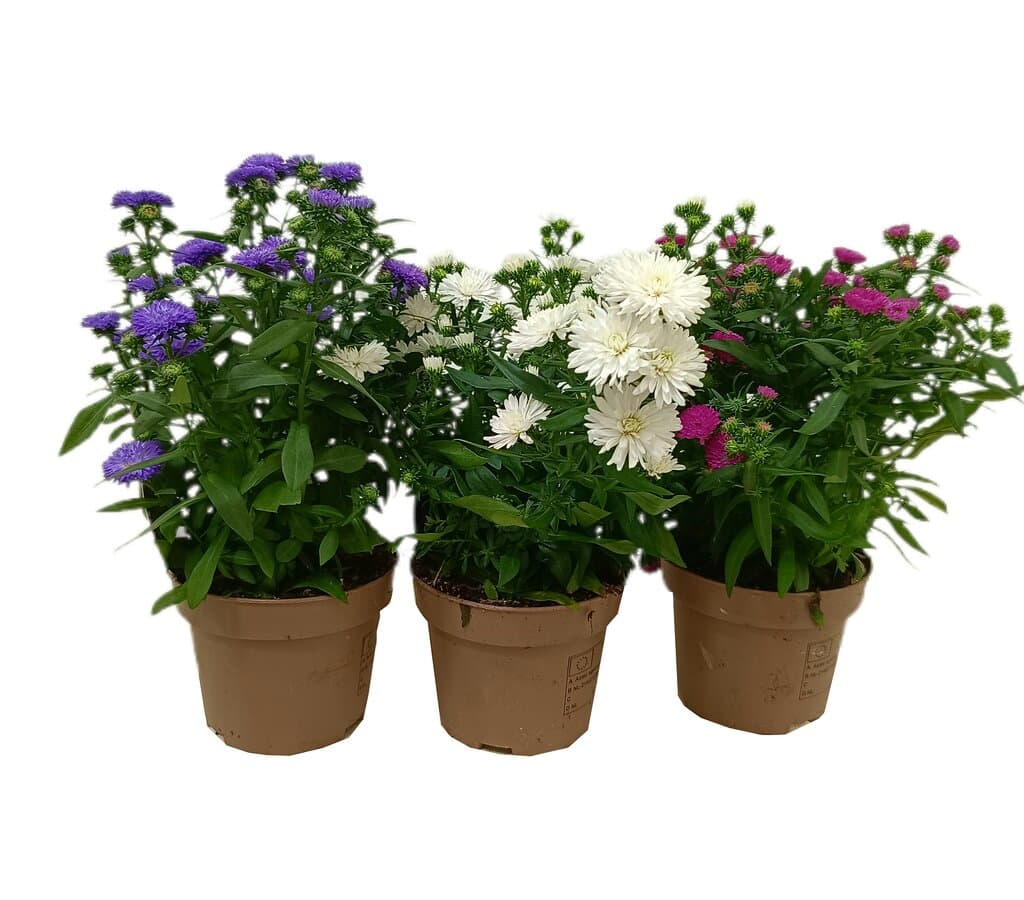 Aster Crown M12_0