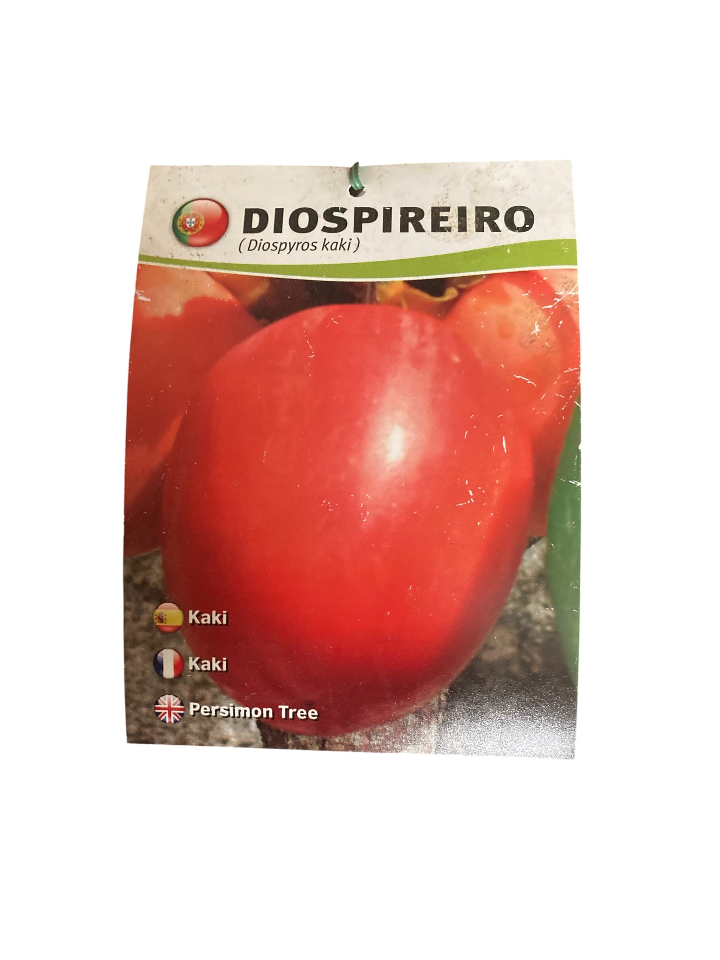 Frutal Kaki Rojo Brillante Cepellón 140 CM_1