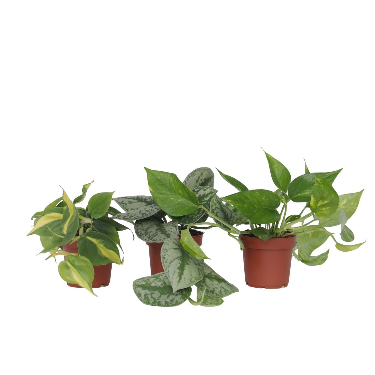 Mezcla Trepadora Tropical - 3 Pzs - Philodendron Epipremnum - A25-40cm - ⌀12cm_0