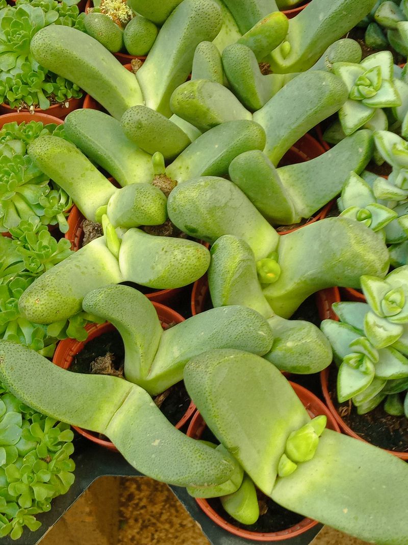 Argyroderma Fissum 5 Cms Aprox Planta Suculenta_0
