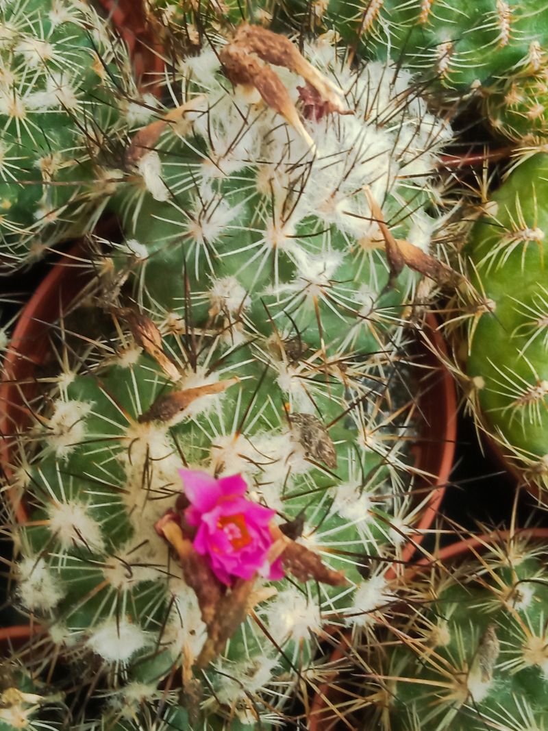 Suculentas Y Cactus Variedad #65 Planta Sin Id