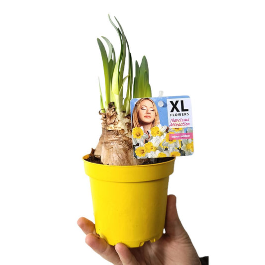Narciso Attraction M12_0