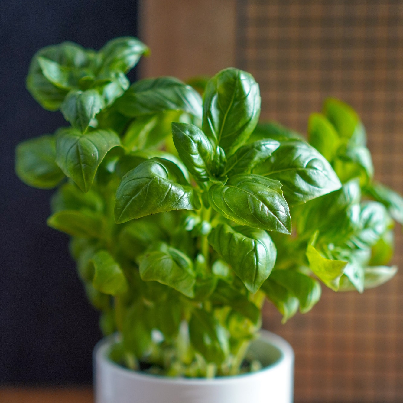 Mini Huerto Hierbas Aromáticas Perejil, Albahaca y Cilantro | Kit Fácil - Resetea_4