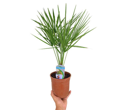 Chamaerops Humilis M14 30cm_0