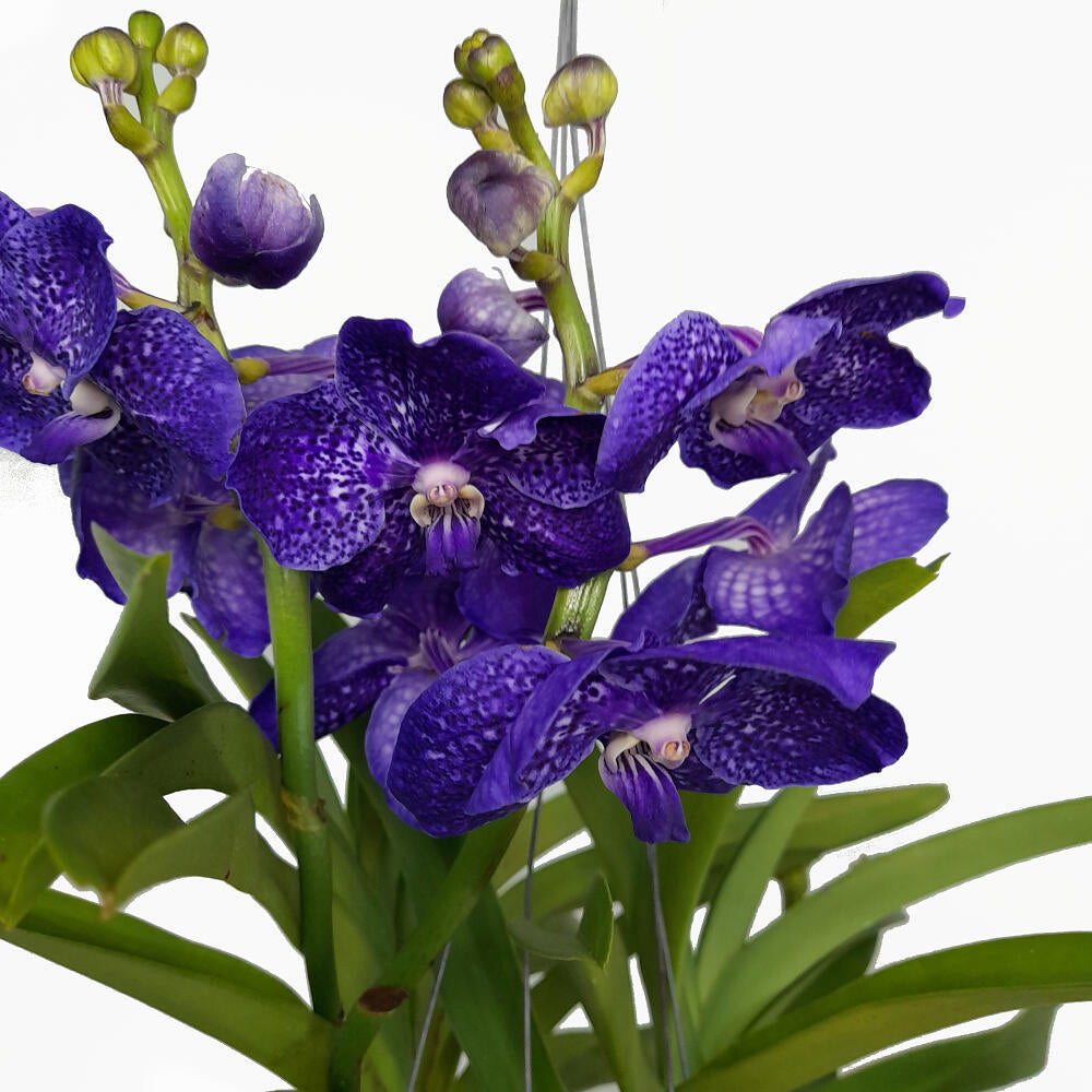 Orquidea Vanda Natural