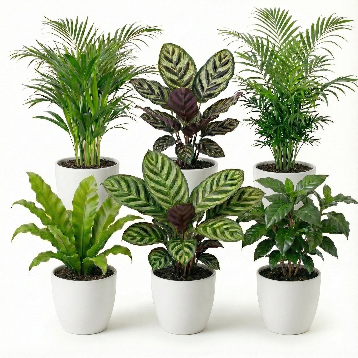 Plantas Purificadoras 6 Unidades - Maceta Blanca De Plástico - Ø12 Cm_0