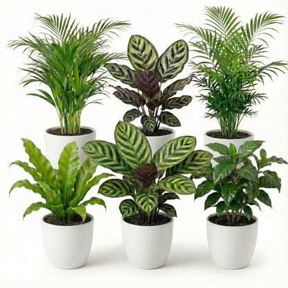 Plantas Purificadoras 6 Unidades - Maceta Blanca De Plástico - Ø12 Cm_0
