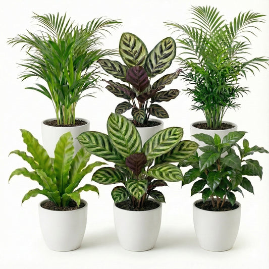 Plantas Purificadoras 6 Unidades - Maceta Blanca De Plástico - Ø12 Cm_0