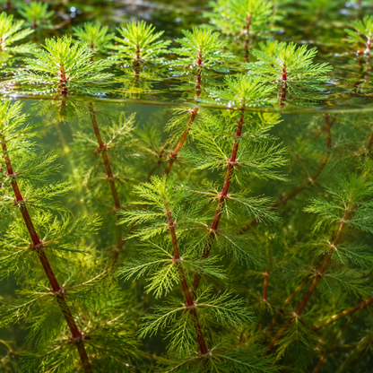Milhojas Myriophyllum Rubricaule - 4 Plantas Con Cesta Y Arcilla_1