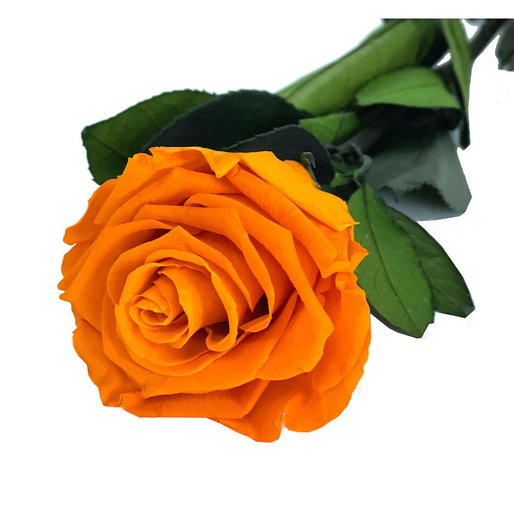 Mundo Eterno Rosa Preservada Naranja 55cm_0
