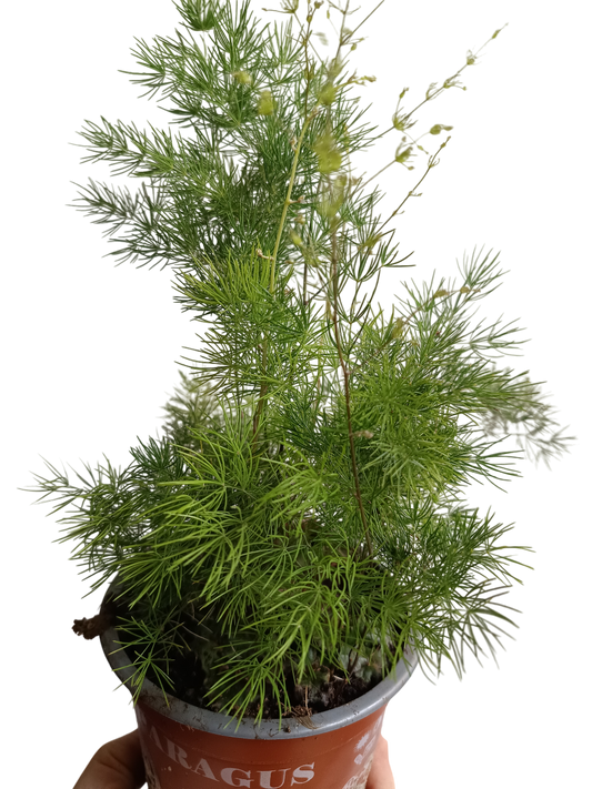 Aspargarus Umbellatus Planta Todoterreno Ø12-25 Cm_0