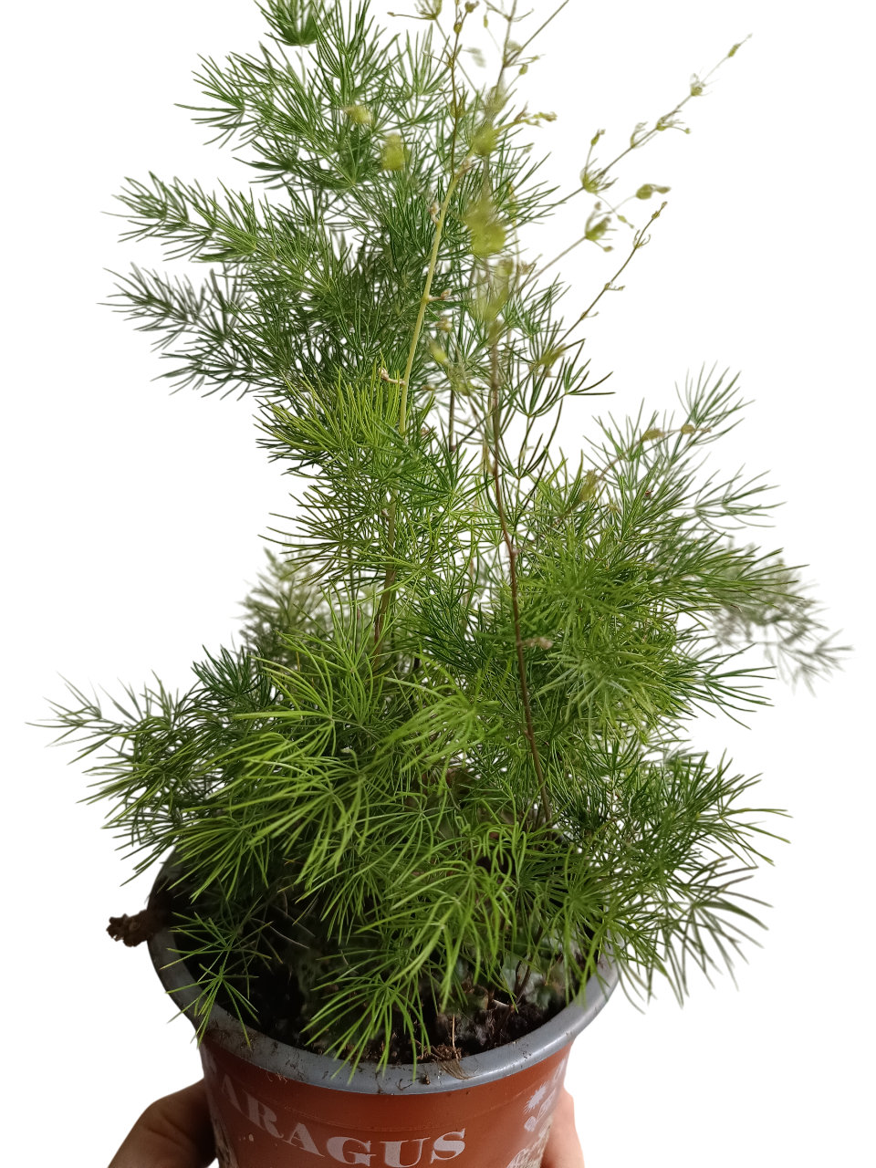 Aspargarus Umbellatus Planta Todoterreno Ø12-25 Cm