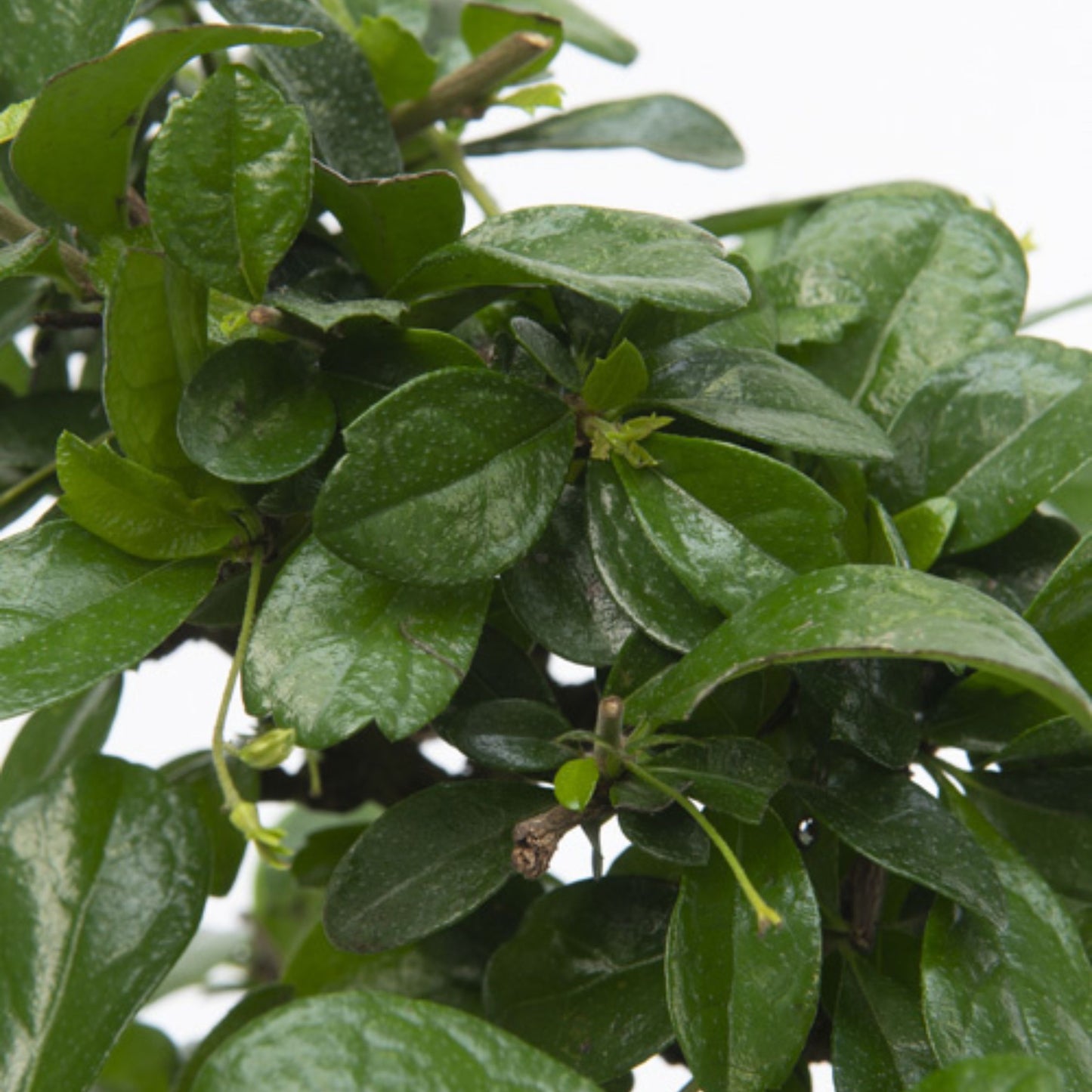 Bonsái - Carmona Microphylla - Altura 25-30cm - ⌀15cm