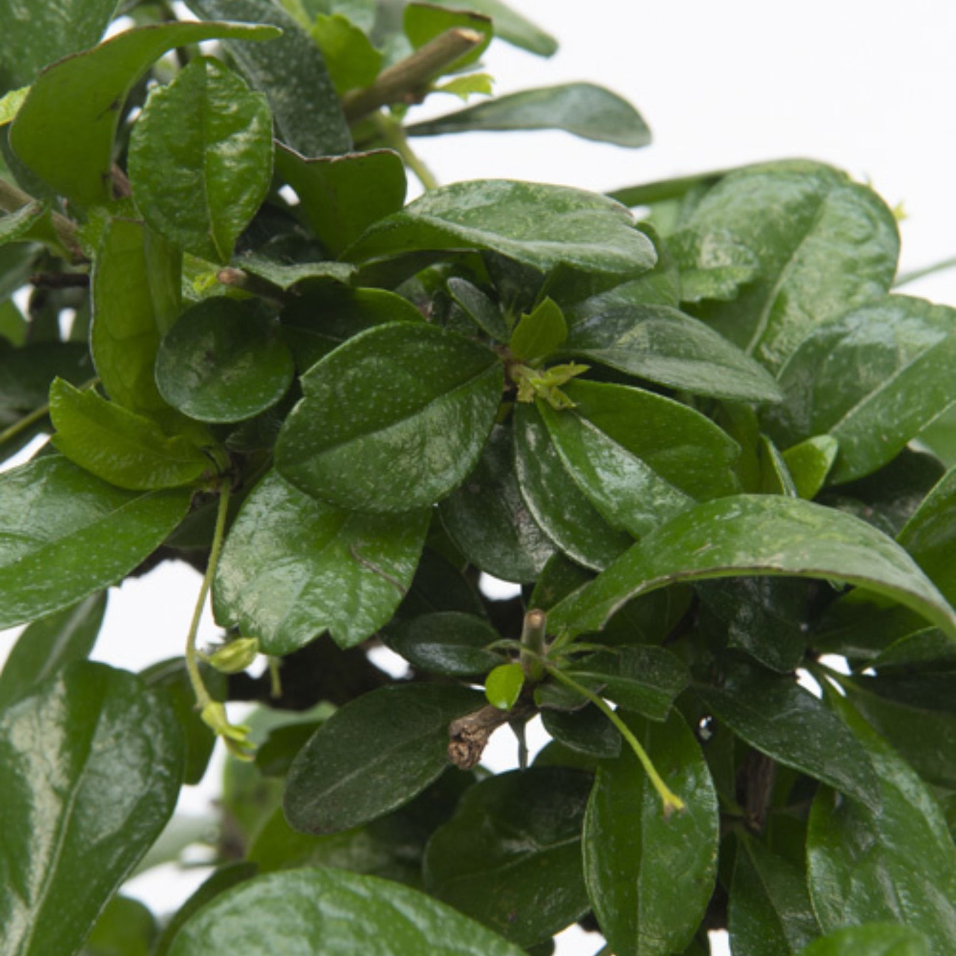 Bonsái - Carmona Microphylla - Altura 25-30cm - ⌀15cm