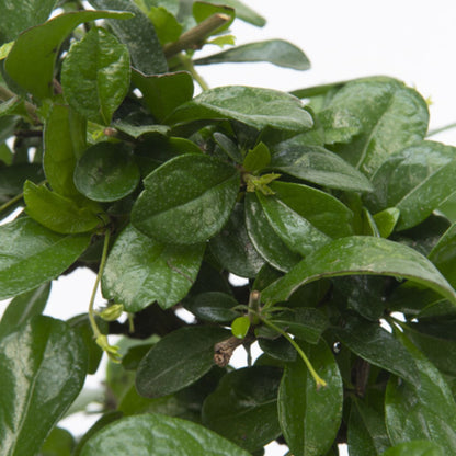 Bonsái - Carmona Microphylla - Altura 25-30cm - ⌀15cm