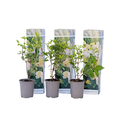 Hortensia - 3 Pzs - Hydrangea Paniculata 'phantom' - Altura 25-40cm - ⌀9cm_0