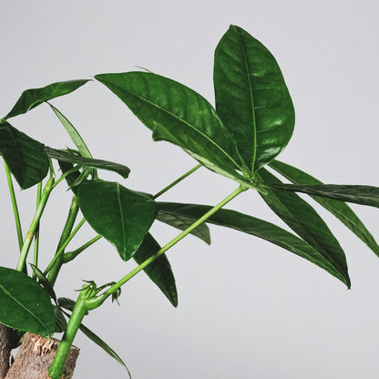 Castaño De Guayaba - Pachira Aquatica - Altura 100-120cm - ⌀24cm