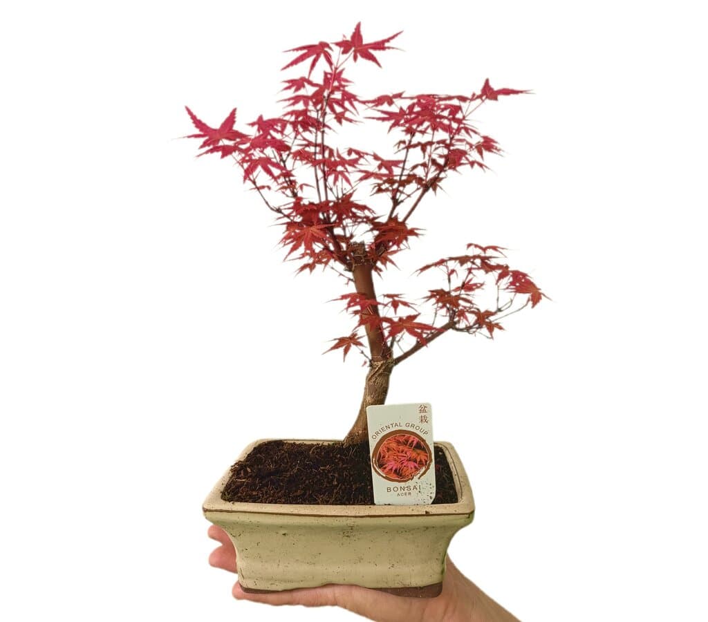 Bonsai Acer Palmatum Atroppurpureum 6 Años_1