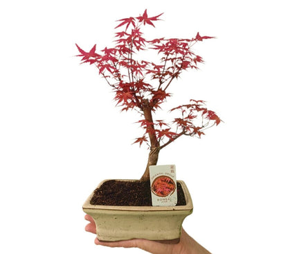 Bonsai Acer Palmatum Atroppurpureum 6 Años_1