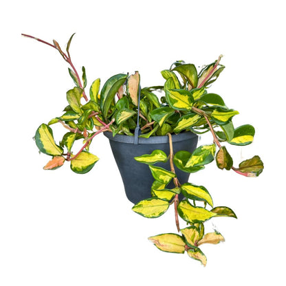 Hoya Carnosa Mix, La Planta De La Flor De Cera Colgante