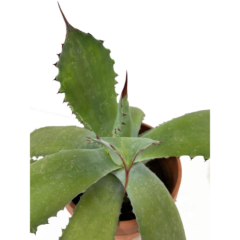 Agave Parryi M20 35cm_2