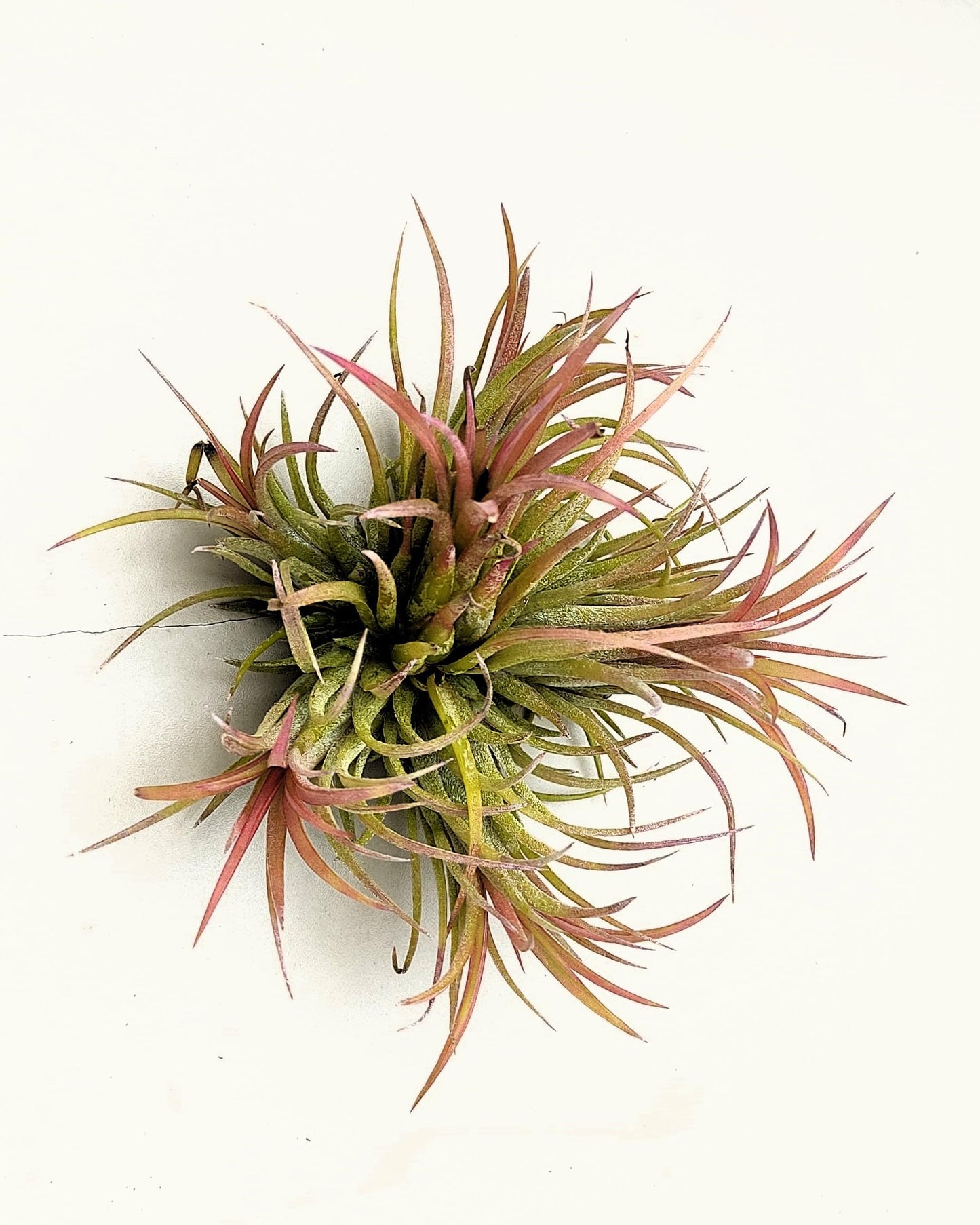 Tillandsia ionantha rubra clump; planta del aire, mata de plantas; Curiosarium; altura 10 cm, diámetro 15-18 cm_2