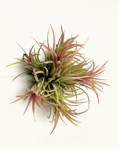 Tillandsia ionantha rubra clump; planta del aire, mata de plantas; Curiosarium; altura 10 cm, diámetro 15-18 cm_2
