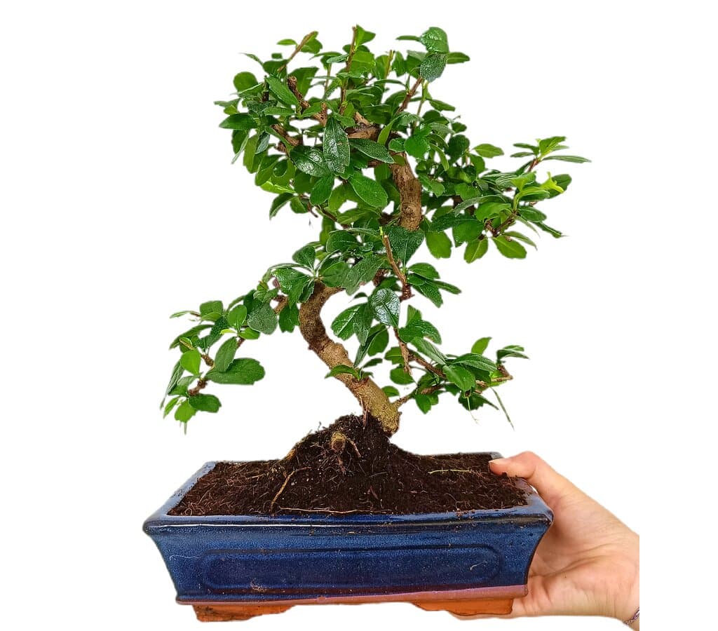 Bonsái Carmona Microphylla 10 Años (té De Filipinas)