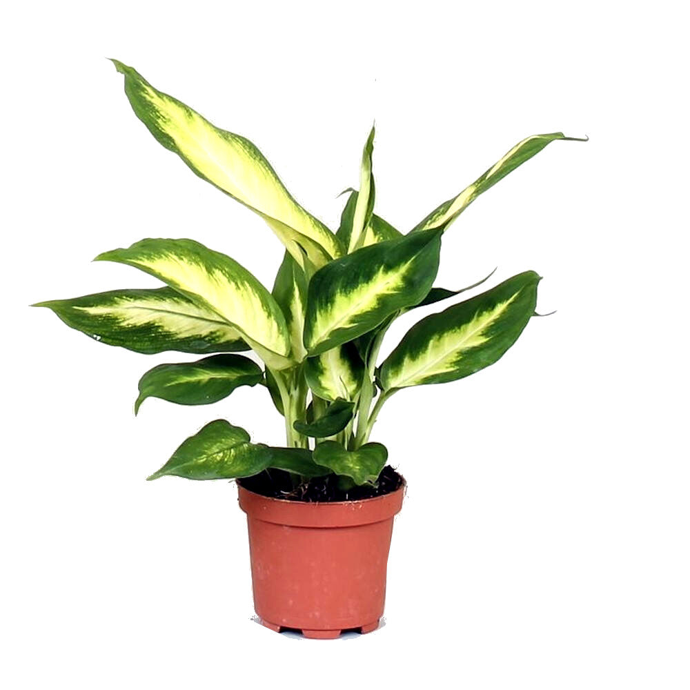 Diefenbaquia Camila M9 20cm