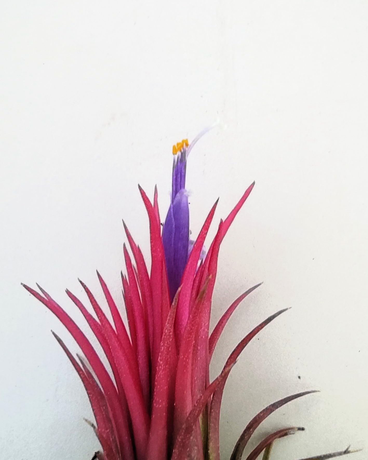 Tillandsia ionantha 'Fuego', tillandsia roja, planta del aire; Curiosarium; altura 6-8 cm, diámetro 4-6 cm_4