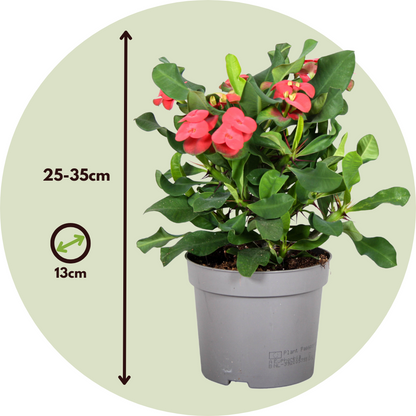 Espina De Cristo - 2 Pzs - Euphorbia 'milii' - Altura 25-35cm - ⌀13cm