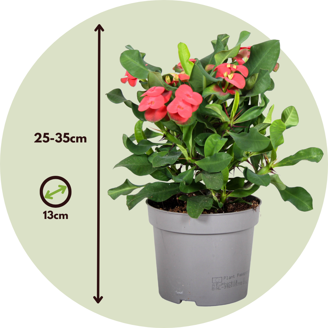 Espina De Cristo - 2 Pzs - Euphorbia 'milii' - Altura 25-35cm - ⌀13cm_2