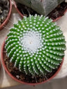 Mammillaria Spinosissima Un Pico Cactus Ø5
