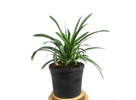 Agapanthus Africano Blanco M19 (lirio Africano)_0