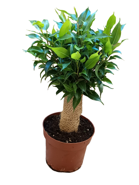 Ficus Benjamina Natasja Planta De Interior Ø12_0