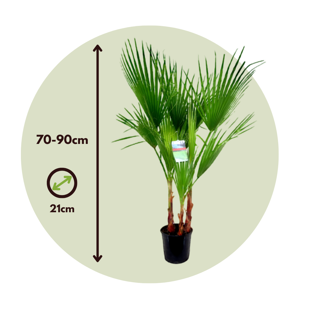 Palmera Mexicana - Washingtonia Robusta - Altura 70-90cm - ⌀21cm_2