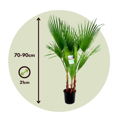 Palmera Mexicana - Washingtonia Robusta - Altura 70-90cm - ⌀21cm_2