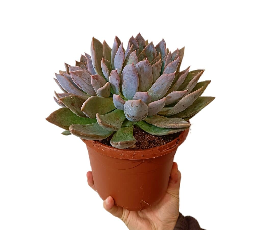Echeveria Silver Queen M17_0