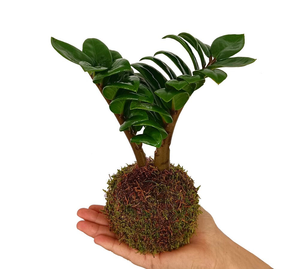 Kokedama Zamioculca Mini