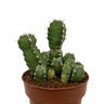 Euphorbia Polyacantha Cactus Y Suculentas M8,5 cm Ø