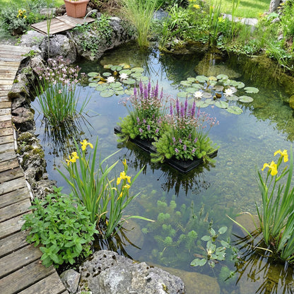 Pack Estanque Nativo 1.500-3.000l - Oxigenantes &amp; Ribera - Nymphaea Alba_1