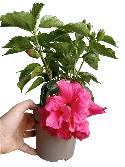 Hibiscus Arbustivo De Flor Surtida Ø14-40 Cm_0