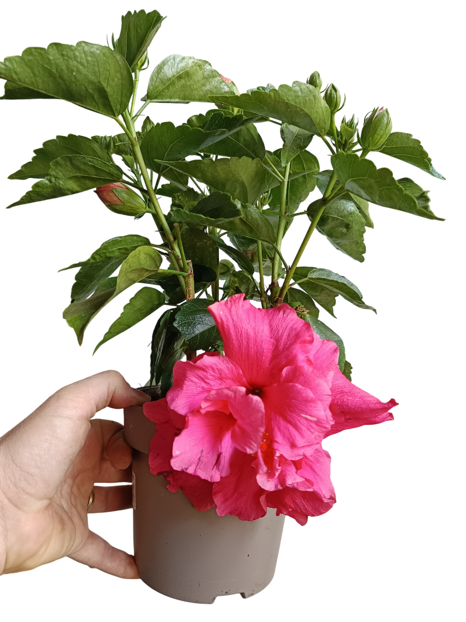 Hibiscus Arbustivo De Flor Surtida Ø14-40 Cm