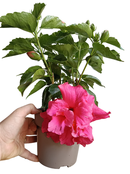 Hibiscus Arbustivo De Flor Surtida Ø14-40 Cm