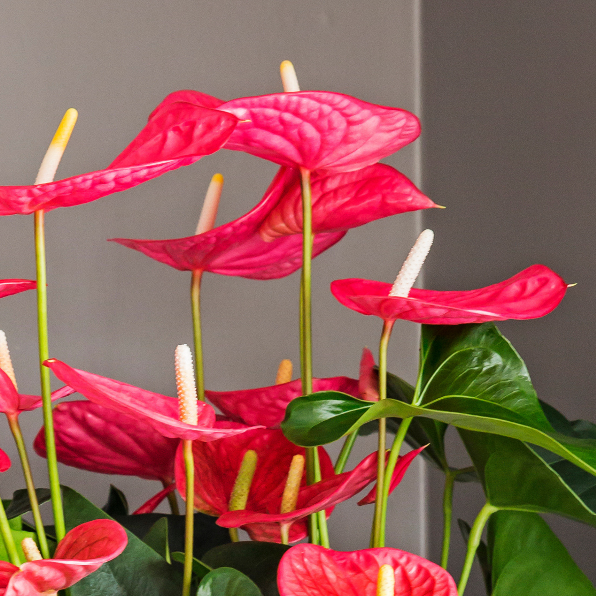 Anturio - Anthurium 'maine Pink' - Altura 55-70cm - Ø17cm
