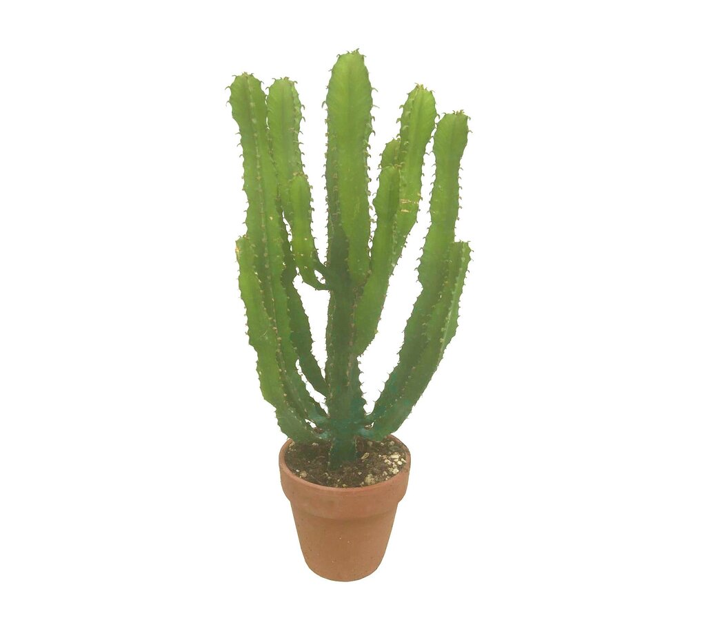 Euphorbia Triangularis M16 40cm_0