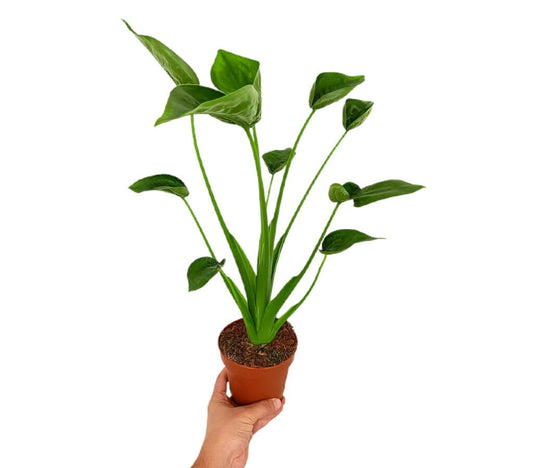 Alocasia Tiny Dancers M12_0